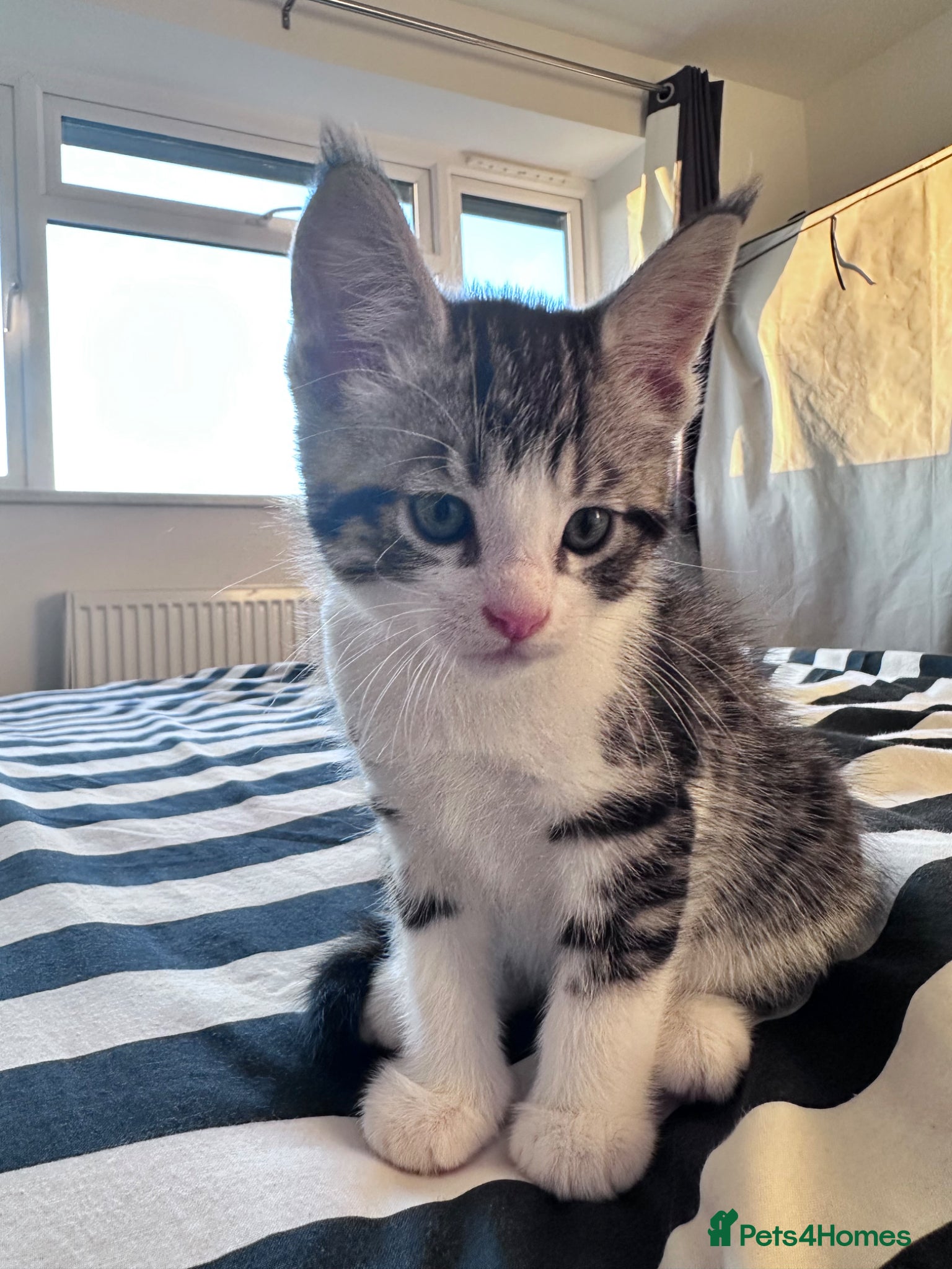 Maine Coon Kitten 2