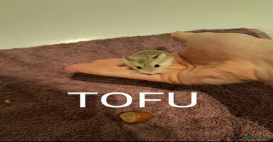 Hamster rodents - Advert 3