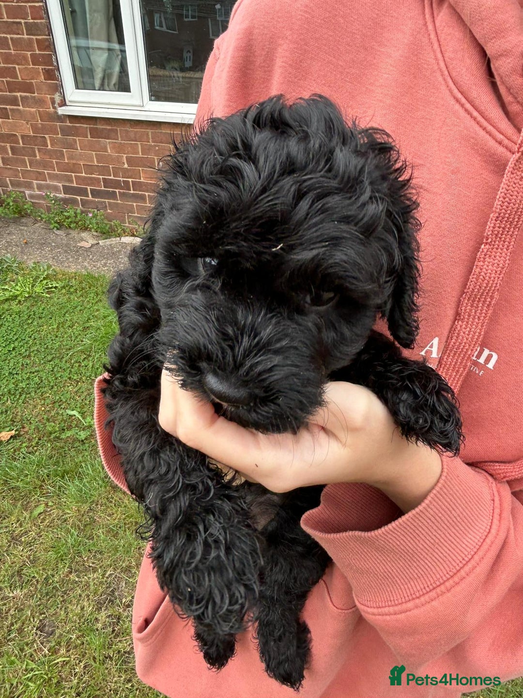 Cockapoo dogs for sale: Cockapoo pups - Image 32