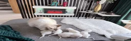 Ragdoll cats for sale: Ragdoll kittens 2 girls 1 boy - Advert 5