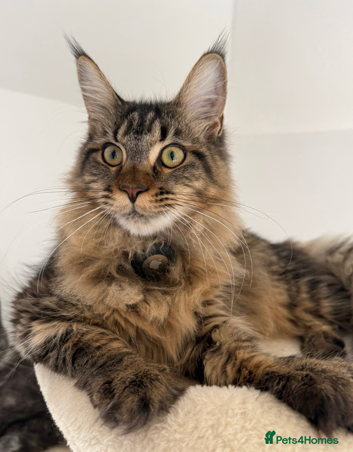 Maine Coon cats Beautiful Maine Coon Kittens – Ready mid January - Advert 1