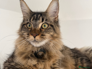 Maine Coon cats Beautiful Maine Coon Kittens – Ready mid January - Advert 1