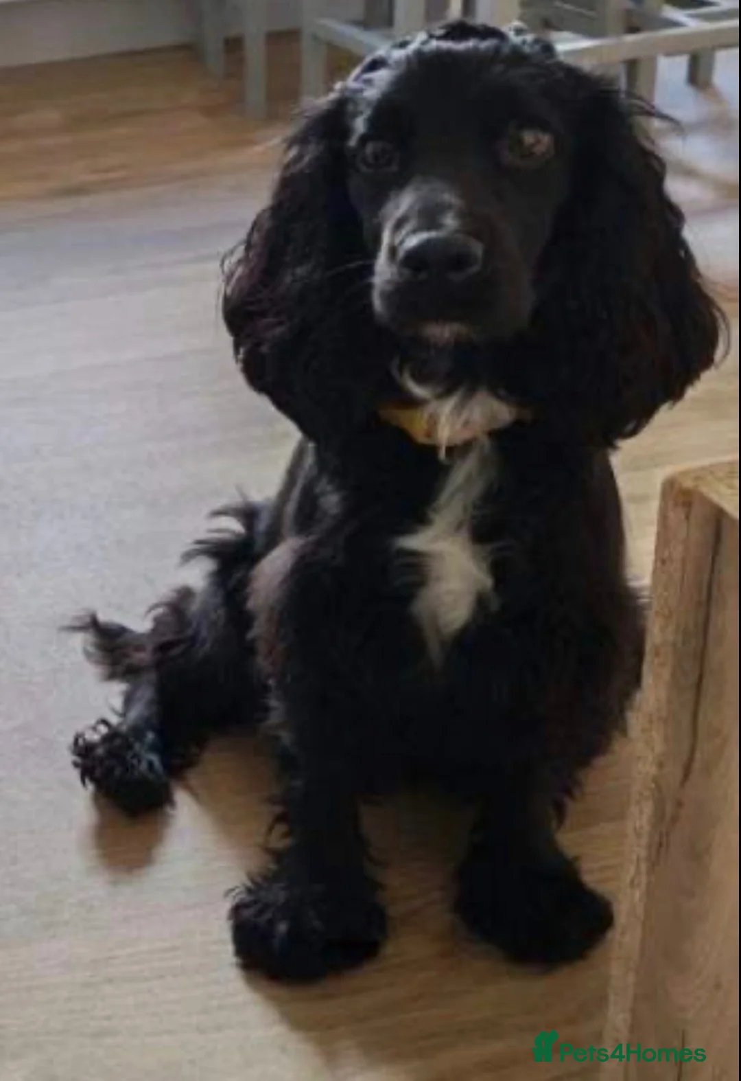 Cocker Spaniel dogs for sale: Female Cocker Spaniel  - Advert 2