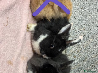 Mini Lop rabbits Mixed Mini Lops bunnies (please read description) - Advert 11