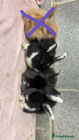 Mini Lop rabbits Mixed Mini Lops bunnies (please read description) - Advert 2