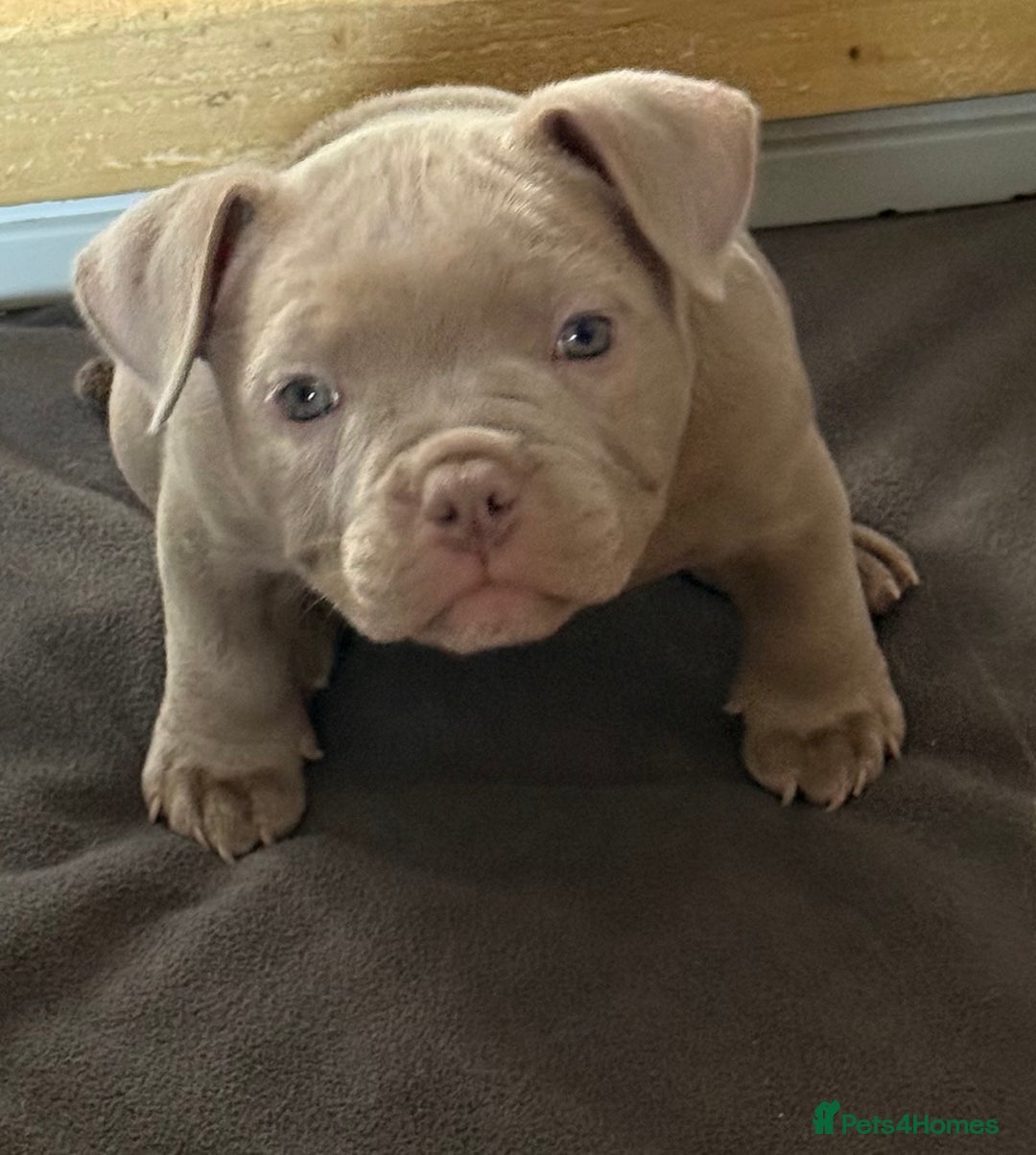 American Bully dogs for sale: Pocket bully  - Image 9