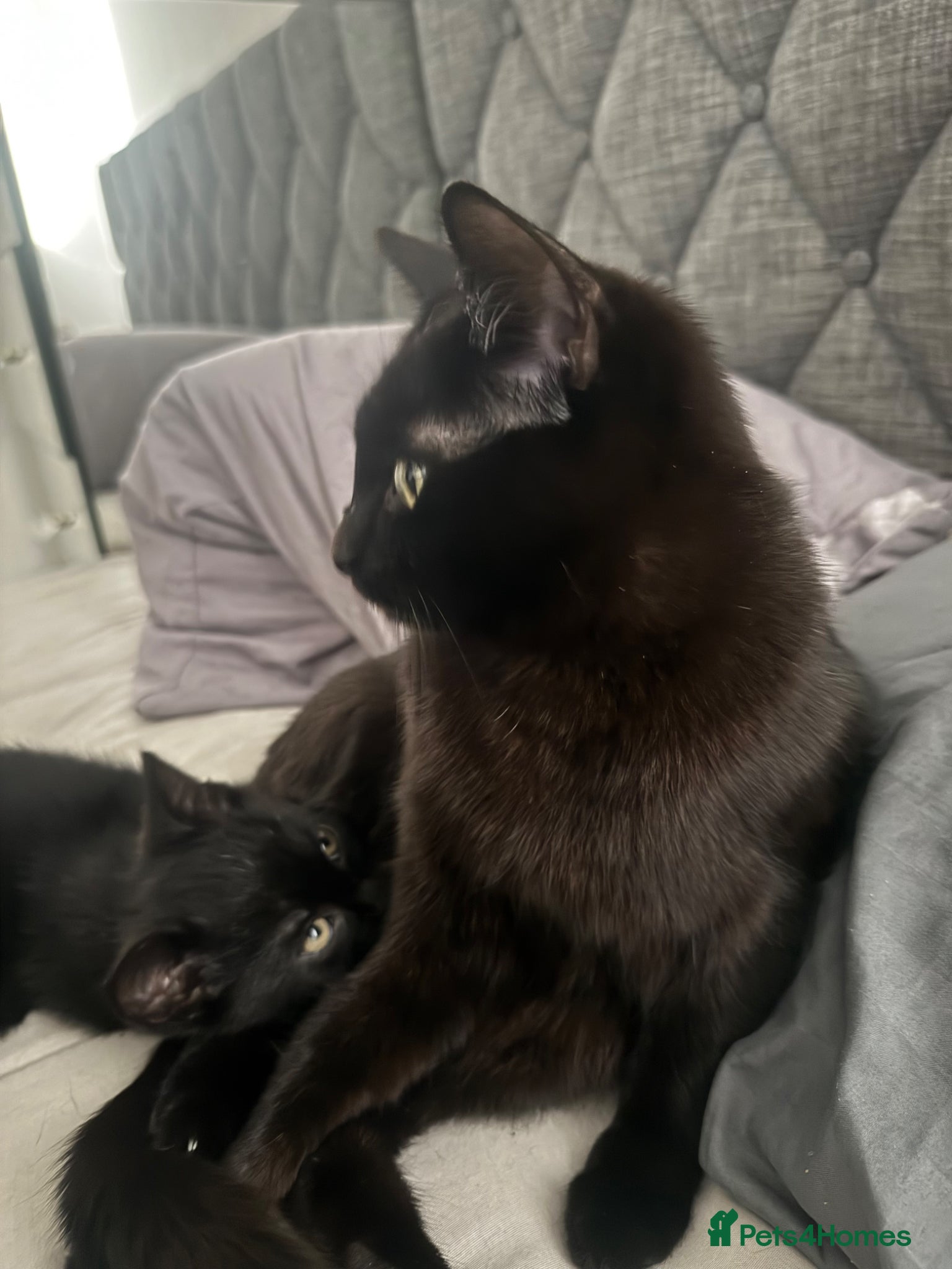 Ragdoll cats for sale: Beautiful RAGDOLL X KITTENS  - Advert 1