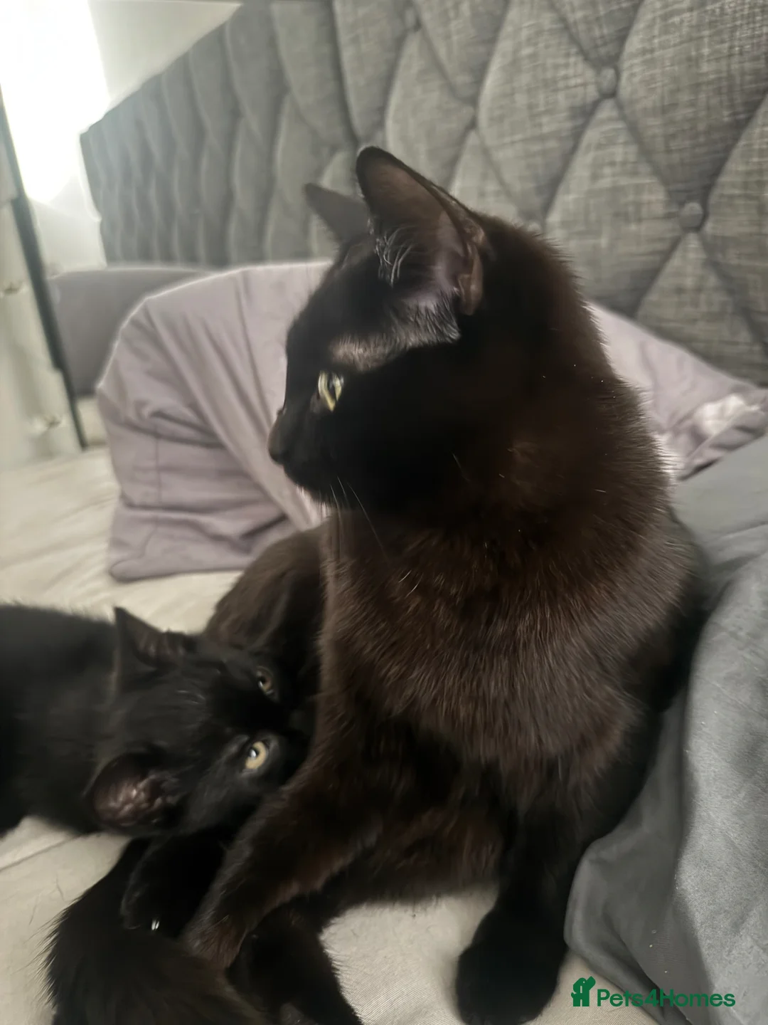 Ragdoll cats for sale: Beautiful RAGDOLL X KITTENS  - Advert 1