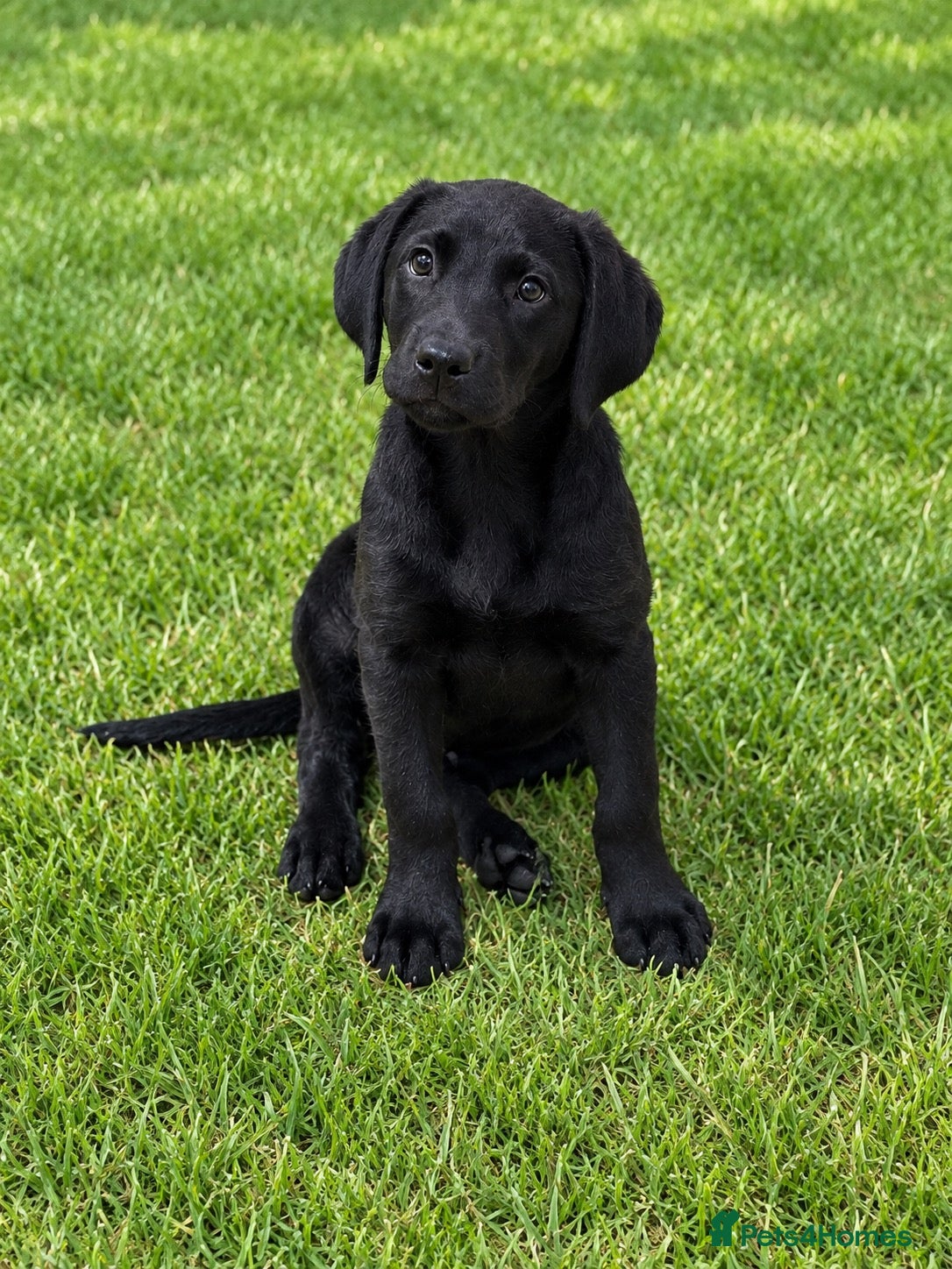 Labrador Retriever dogs Superb Working Labrador Puppies - Advert 1