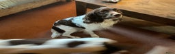 English Springer Spaniel dogs for sale: English Springer Spaniels - Advert 2