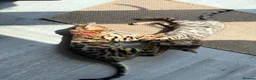 Bengal cats for sale: Stunning Bengal 3 Boys left - Advert 18