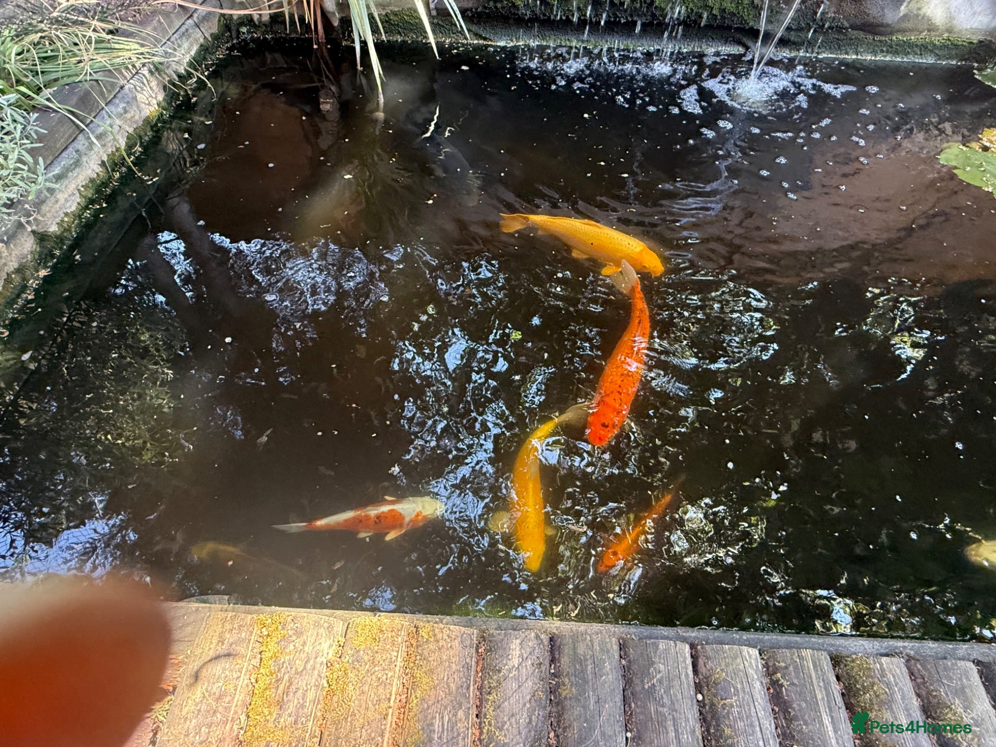 Koi Carp fish  Various fish  - Advert 4