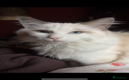 Ragdoll cats for sale: Ragdoll boy - Image 2