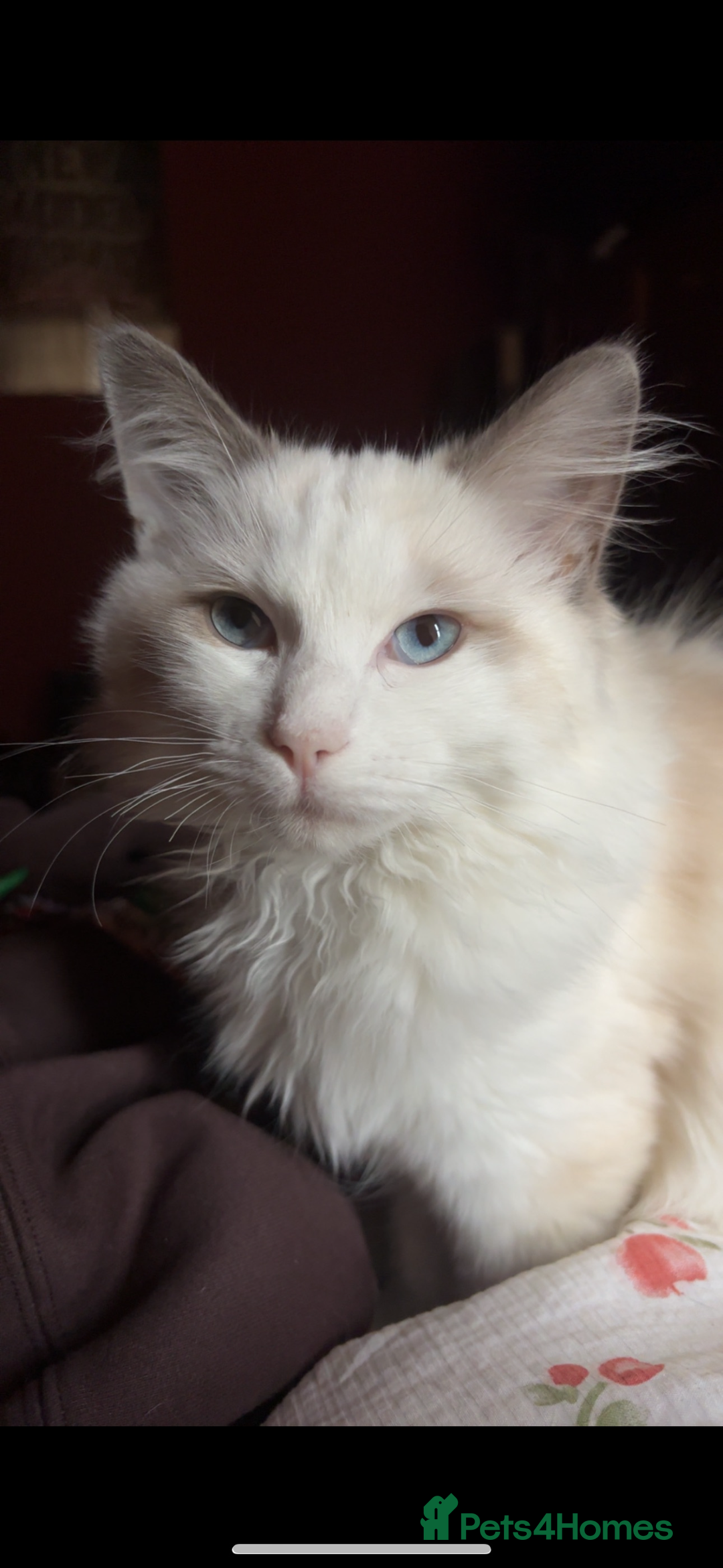Ragdoll cats for sale: Ragdoll boy - Image 2