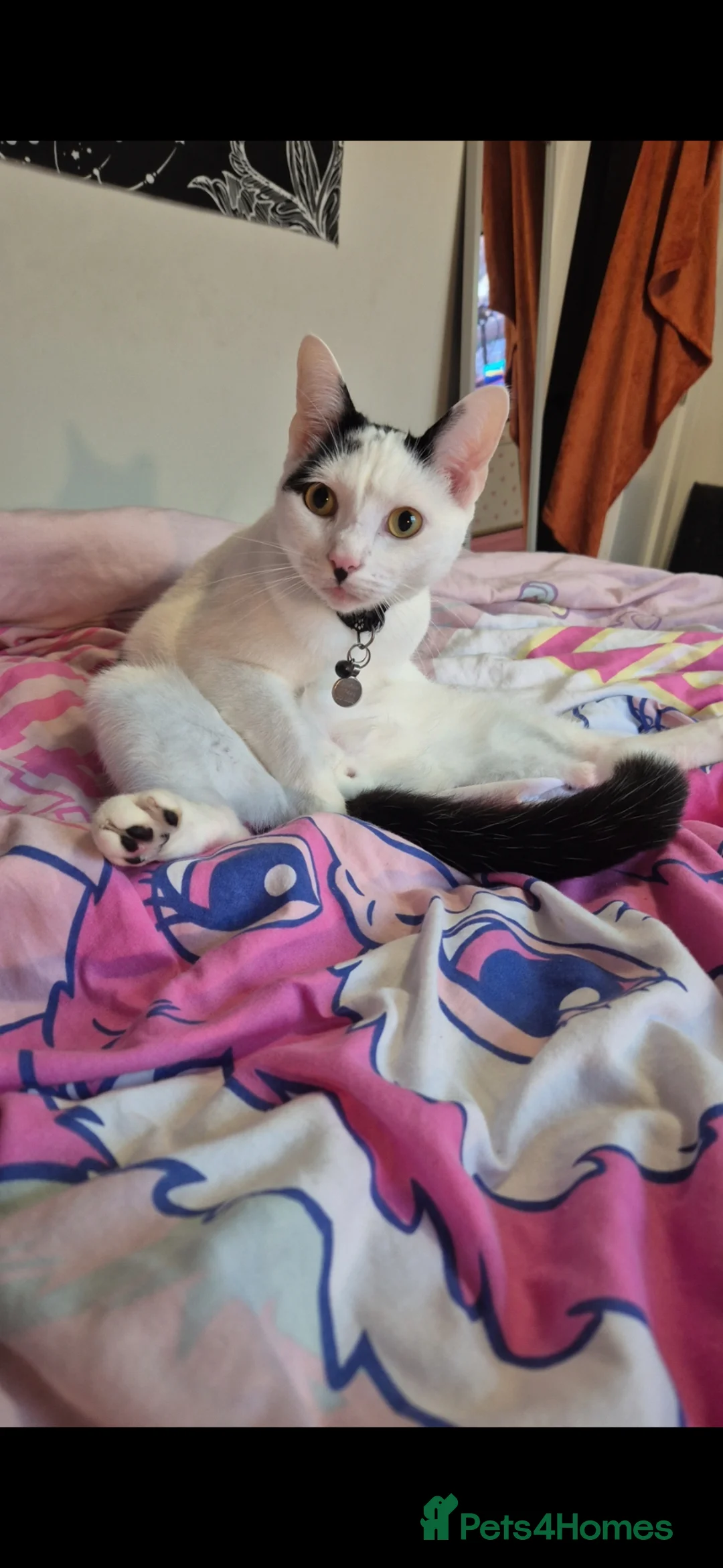 Domestic Shorthair cats for sale: 🐾 Loving Home Needed for a Rainbow 🐾 - Advert 2