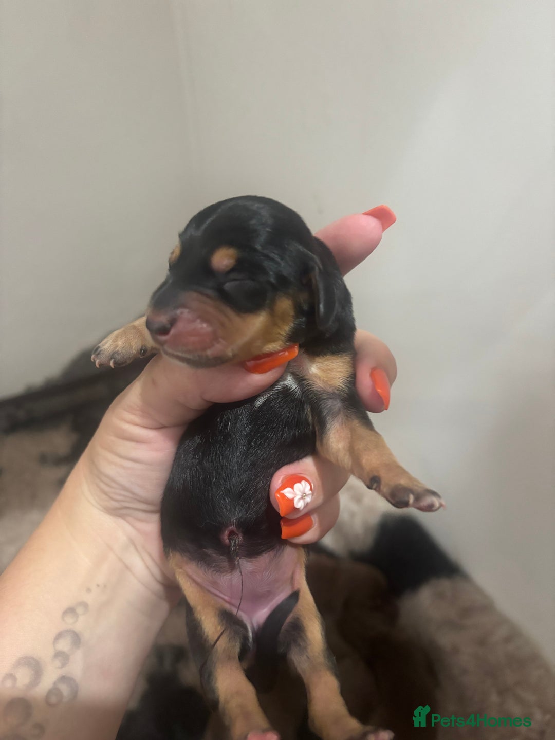 Miniature Dachshund dogs for sale: Minature Dachshunds beautiful puppies  - Image 2