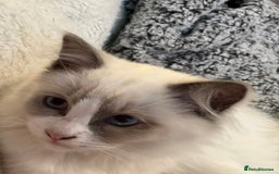 Ragdoll cats for sale: Ragdoll kittens Blue, Lilac & flame or blue/seal - Image 19