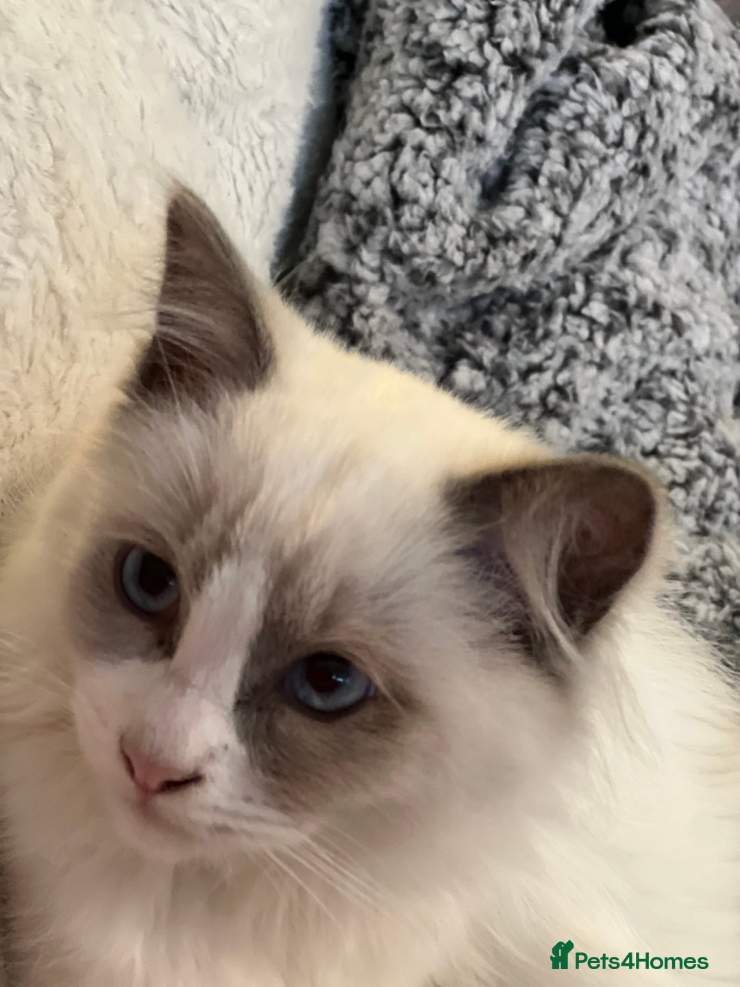 Ragdoll cats for sale: Ragdoll kittens Blue, Lilac & flame or blue/seal - Image 19