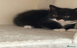 Mixed Breed cats for sale: Black and White kittens left! Ready Now!!  - Image 19