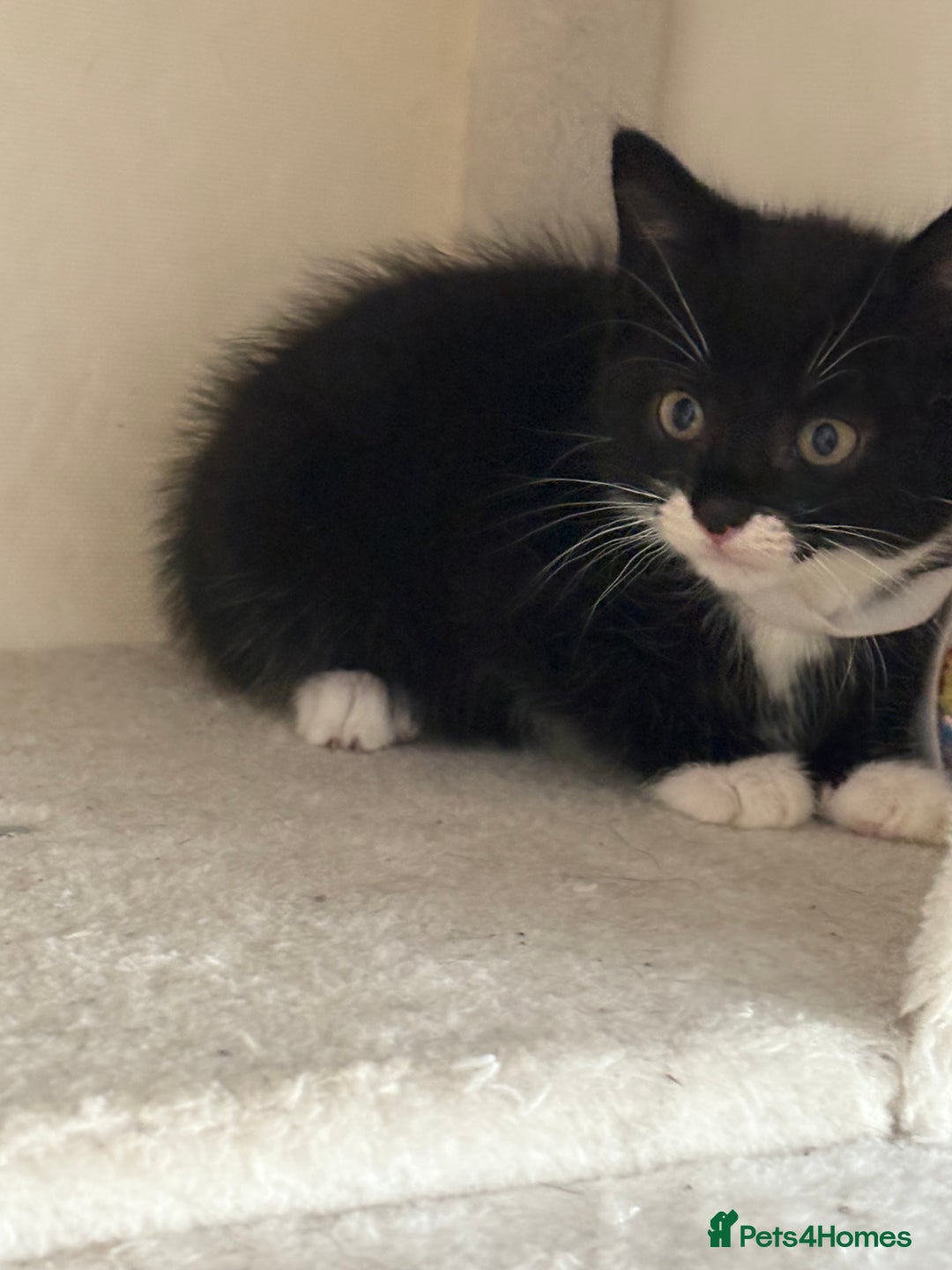 Mixed Breed cats for sale: Black and White kittens left! Ready Now!!  - Image 19