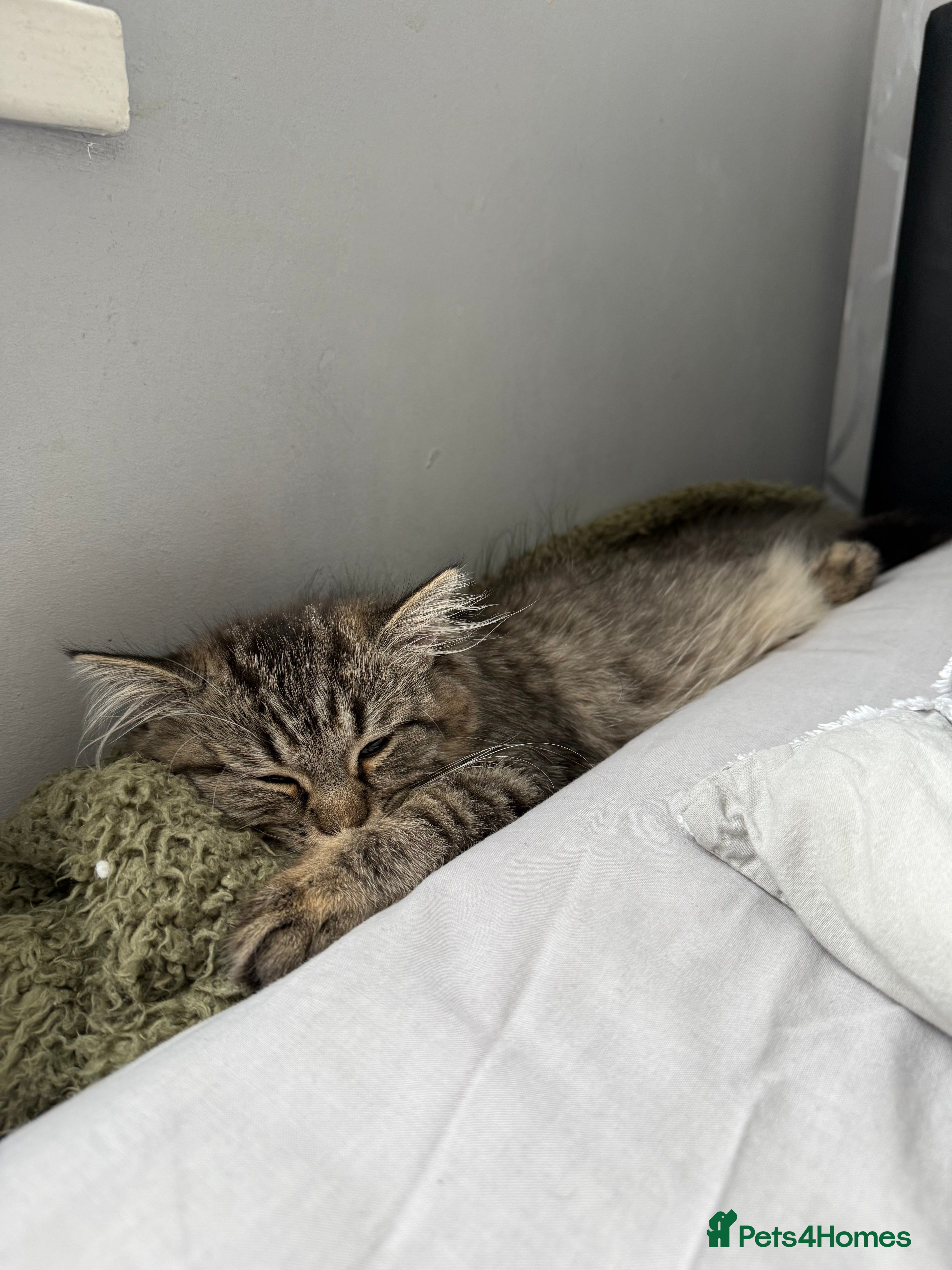 Persian cats Pure-breed Persian Cat  - Advert 3