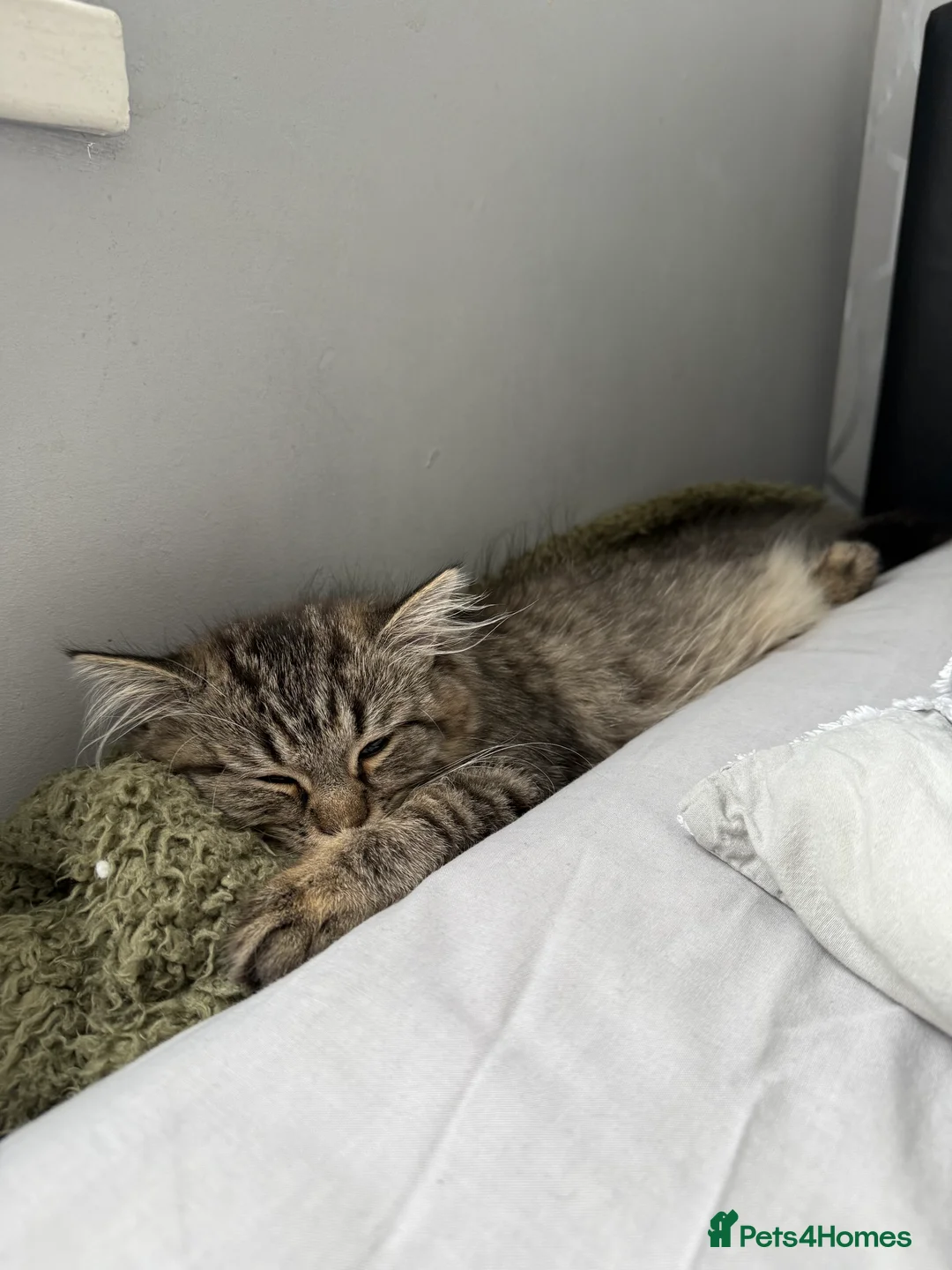 Persian cats for sale: Pure-breed Persian Cat  - Advert 1