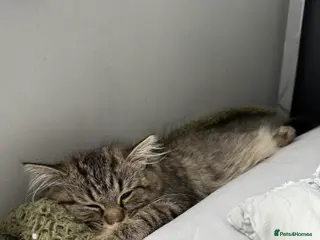 Persian cats Pure-breed Persian Cat - Advert 3