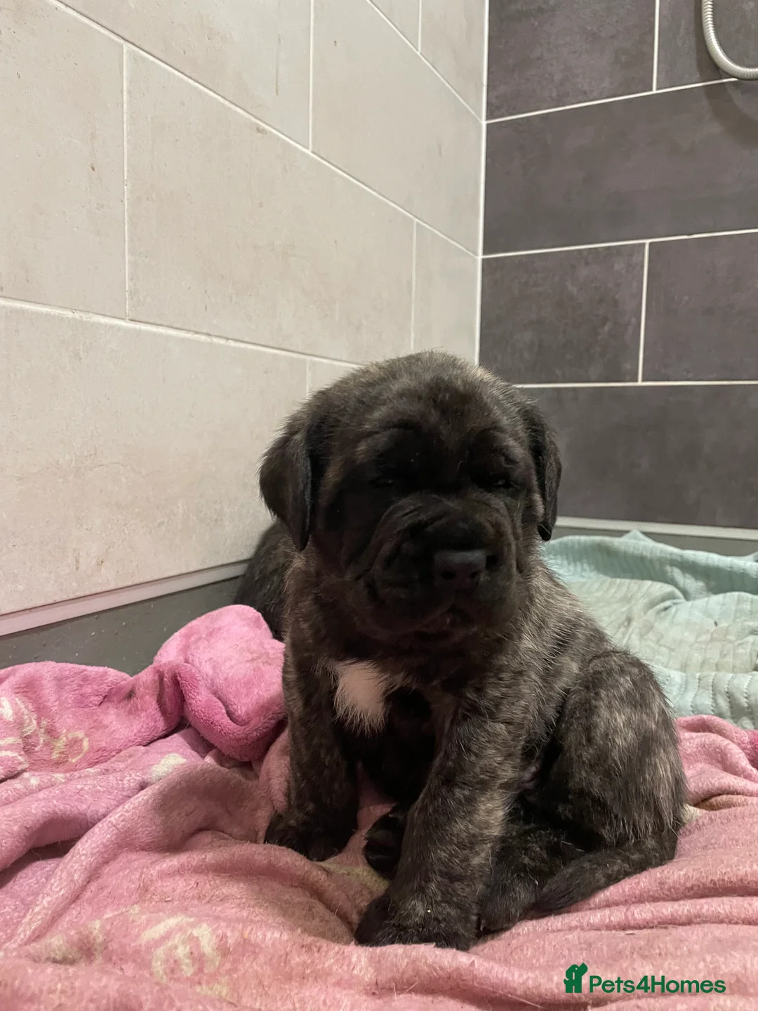 Mastiff dogs for sale: Outstanding English Mastiff - Advert 10