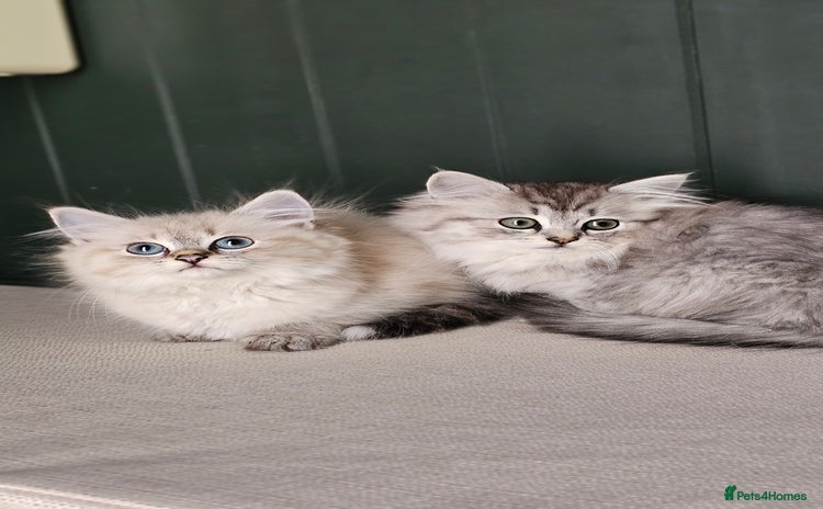Siberian cats - Advert 3