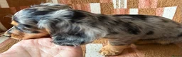 Miniature Dachshund dogs for sale: KC registered Miniature Dachshund Puppies - Advert 17