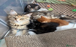Maine Coon cats for sale: Maine coons - Image 10