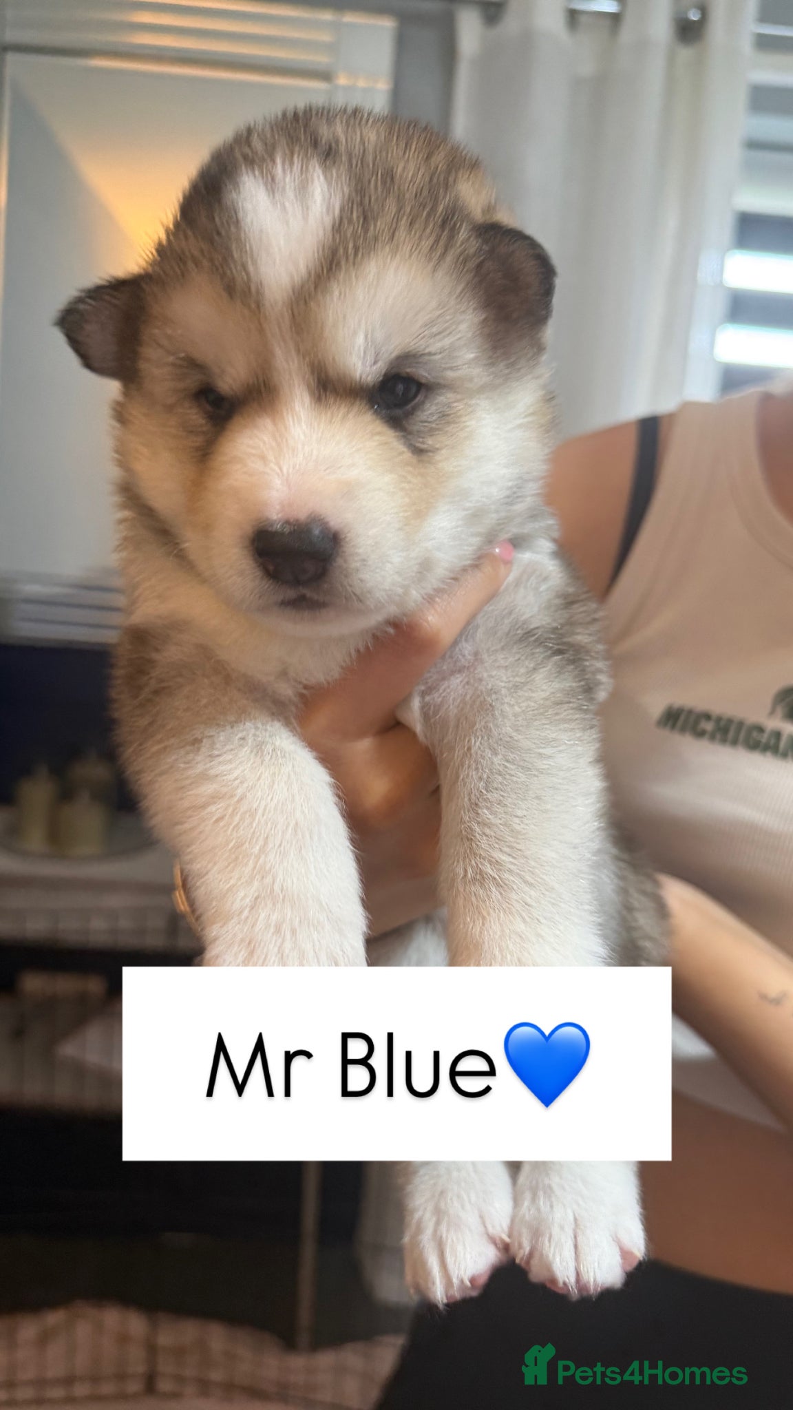 Siberian Husky dogs 6 Siberian Husky Puppies!! - Advert 9