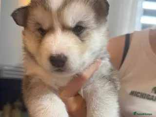 Siberian Husky dogs 6 Siberian Husky Puppies!! - Advert 9