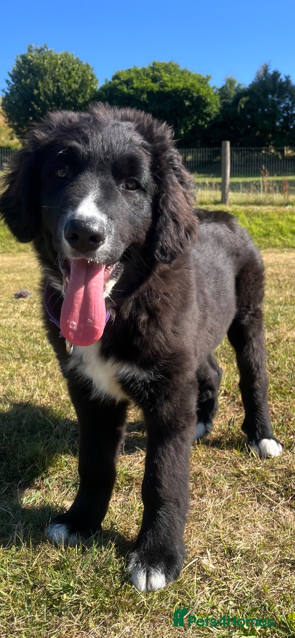 Bernese Mountain Dog dogs Beautiful Bordernese Puppies - Advert 1
