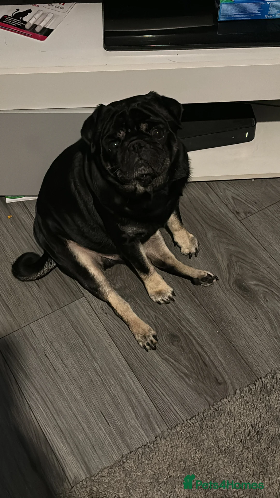 Pug dogs for stud: Stunning male pug for stud  in Nottingham - Advert 2