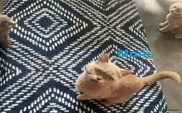 British Shorthair cats for sale: Beautiful British short hair kittens  - Image 16