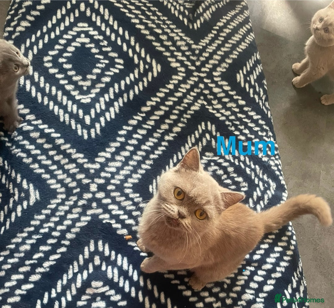 British Shorthair cats for sale: Beautiful British short hair kittens  - Image 16