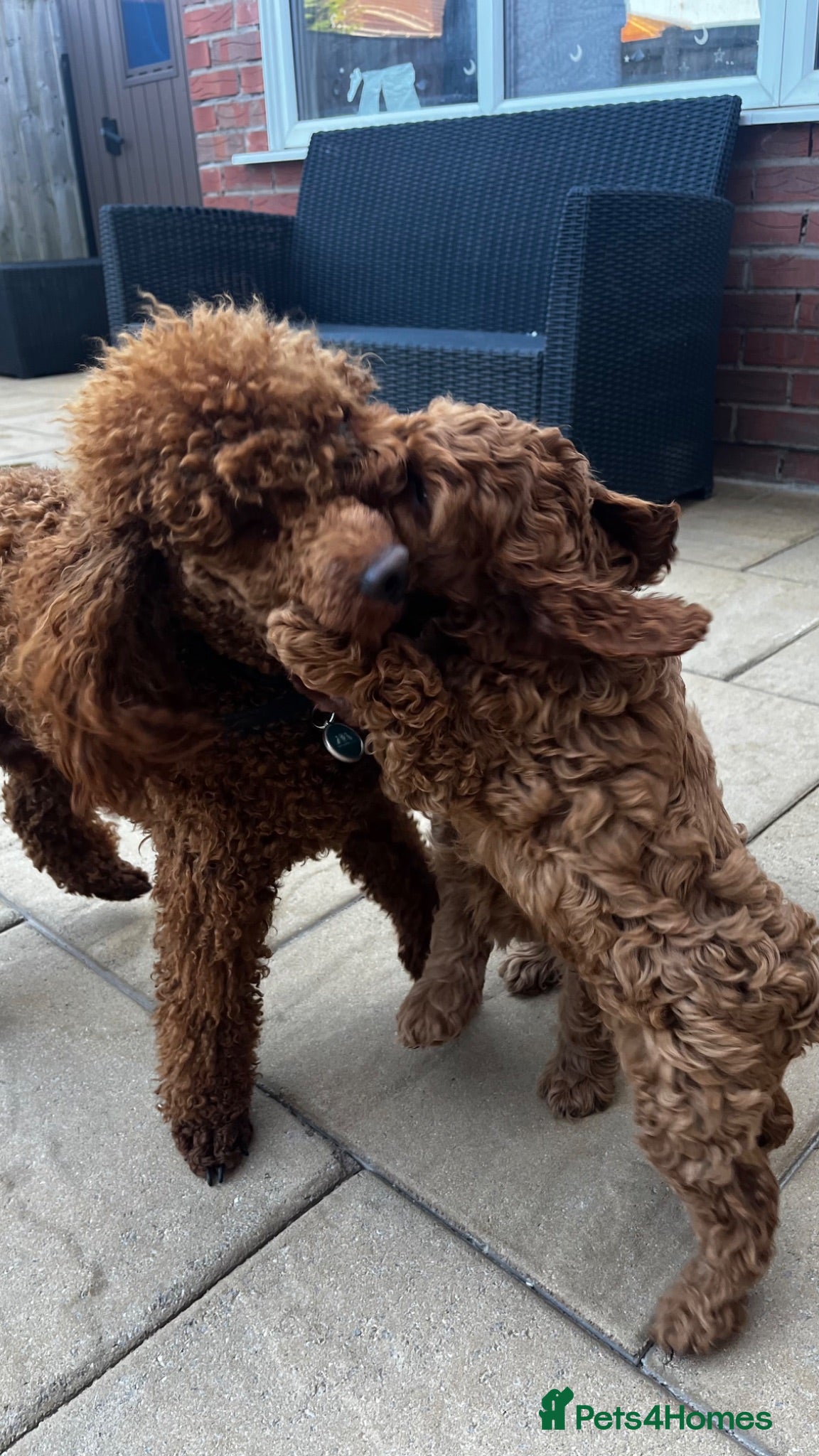 Cockapoo dogs *** HEALTH TESTED AMERICAN COCKAPOOS ** - Advert 2