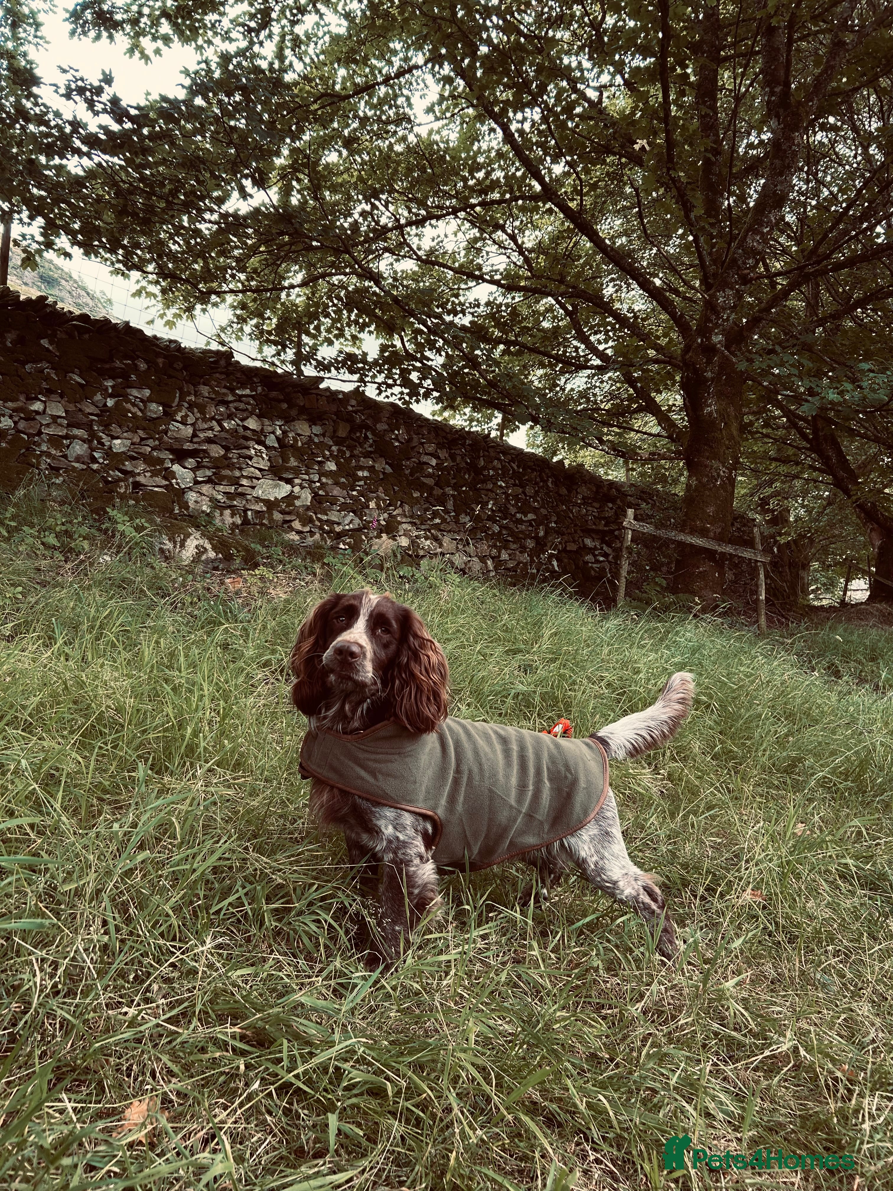 Cocker Spaniel dogs Working cocker spaniel  - Advert 1
