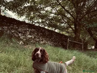 Cocker Spaniel dogs Working cocker spaniel - Advert 1