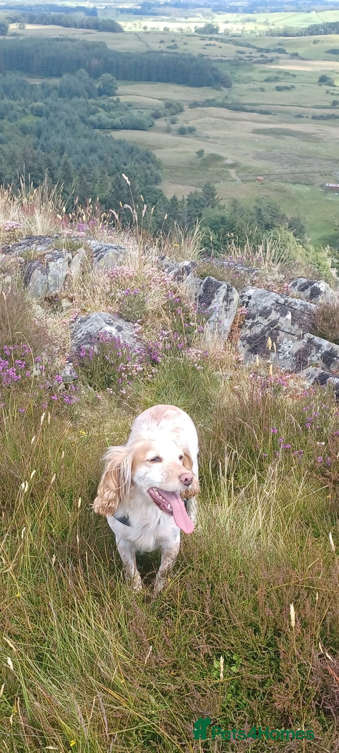 Cocker Spaniel dogs for sale: KC Reg W/T Roan Cocker Spaniels - Image 11