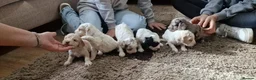 Cockapoo dogs for stud: F1 Blue Merle cockapoo **PROVEN** **CHAMPION BLOOD - Advert 18