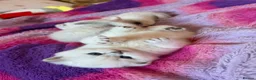 Scottish Fold cats for sale: Silver chinchilla Scottish folds  - Advert 5