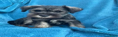 Miniature Schnauzer 1