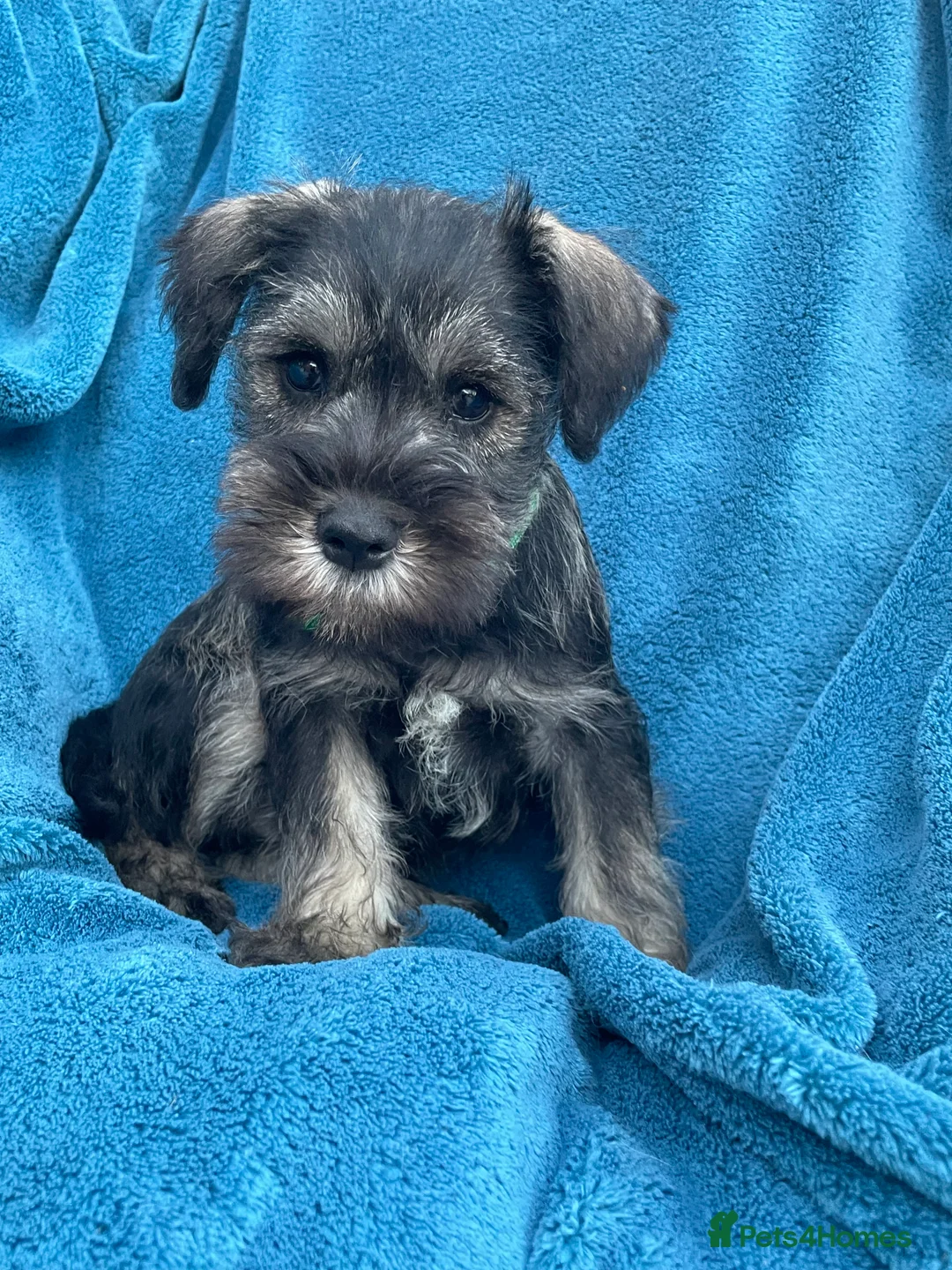Miniature Schnauzer dogs for sale: Miniature schnauzer  - Advert 9