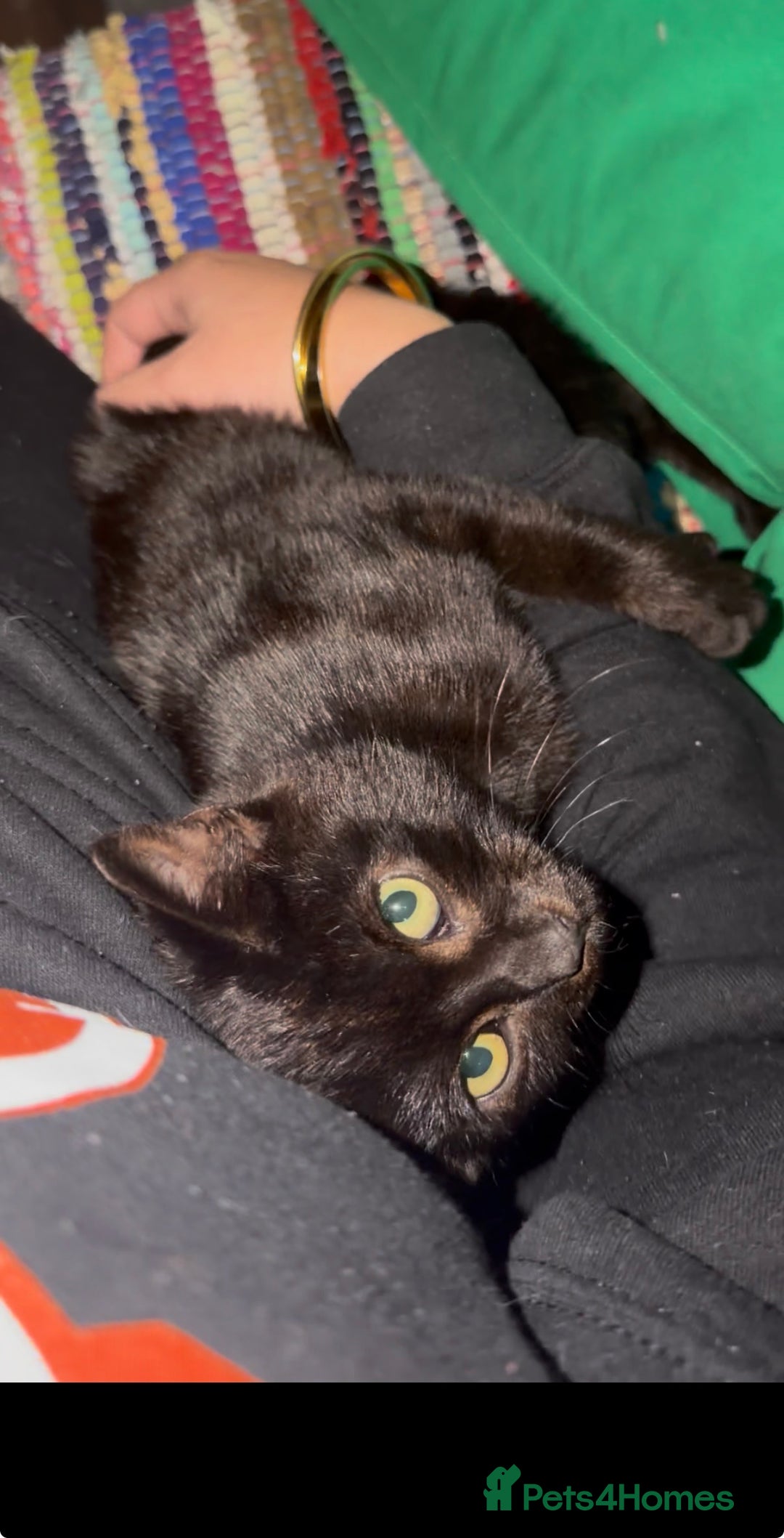 Domestic Shorthair cats for sale: Sonic & Melody (including kitten bundle) - Advert 3