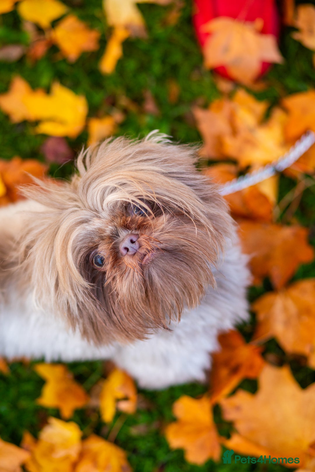 Shih Tzu dogs for stud: Rare Lilac Imperial Shih Tzu - Image 5