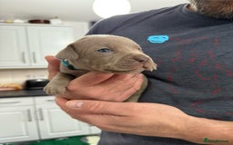 Mixed Breed dogs for sale: staffy x cane corso  - Image 19