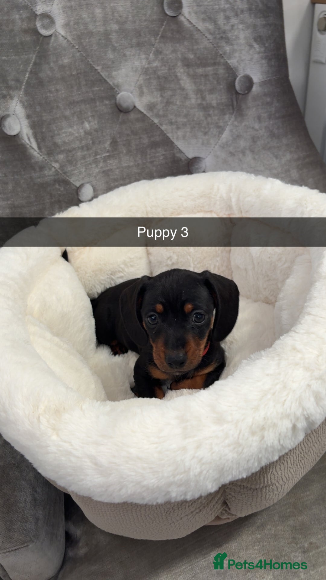 Miniature Dachshund dogs for sale: Ready To Leave 1 Female Miniature Dachshund - Advert 7