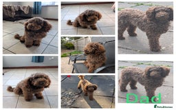 Cockapoo dogs for sale: F2b cockapoo Puppies (all females) - Image 12